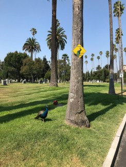 43100915665_f777fdf21d_z